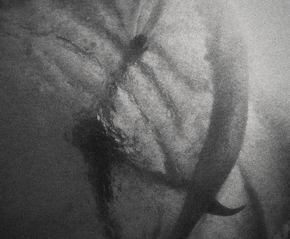 A black-and-white underwater view of a surfboard and its fins
